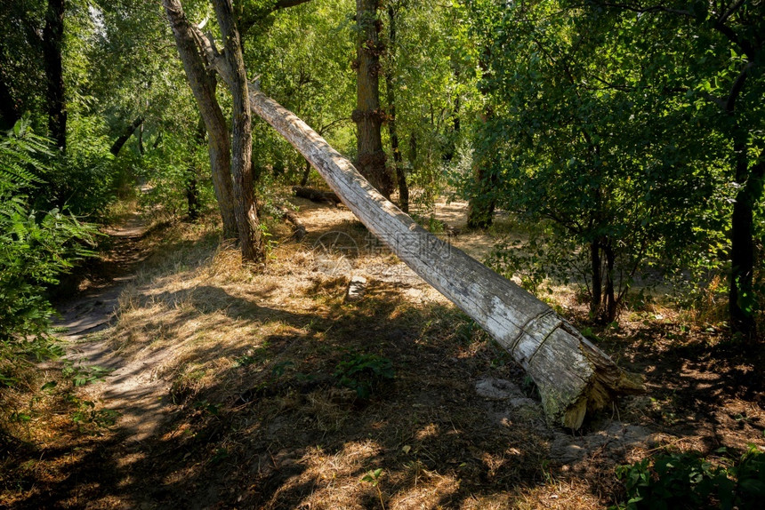 在阳光明媚的夏日在森林中吹着一棵因风而破碎的花粉树老细节风暴图片