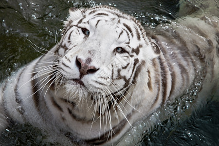 水中的白老虎野生动物背景图片