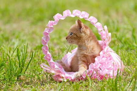 放松太阳一只小猫在绿草的篮子里色高清图片