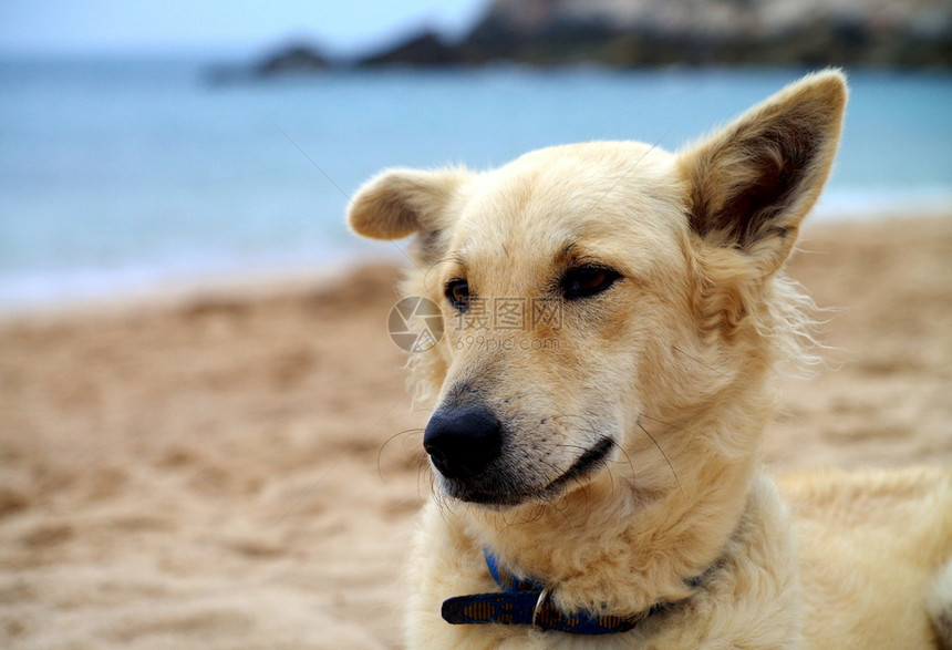 户外景观犬类泰国农村的生活方式在明亮的日子里图片