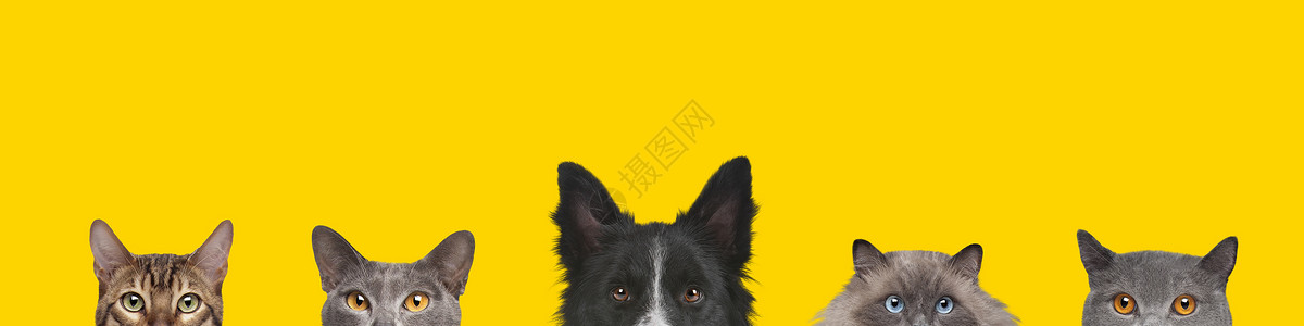 边界在黄色背景下被隔离的狗头和猫割成狗和猫割成景象在室内犬类背景图片