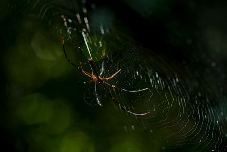 合脚早晨蜘蛛arachnid坐在它的巢穴黑色背景上捕食者恐惧背景