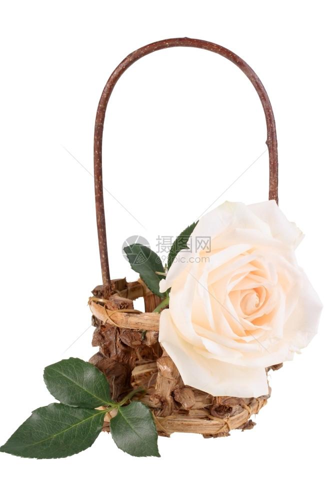 花的浪漫弗洛雷斯一朵光粉玫瑰在篮子中孤立白色背景的近距离摄影棚图片