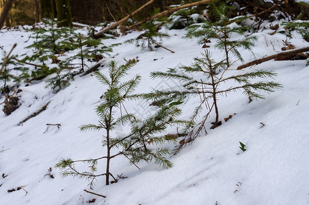 雪地里的小云杉冷雪地里的树芽冬天复兴草地图片