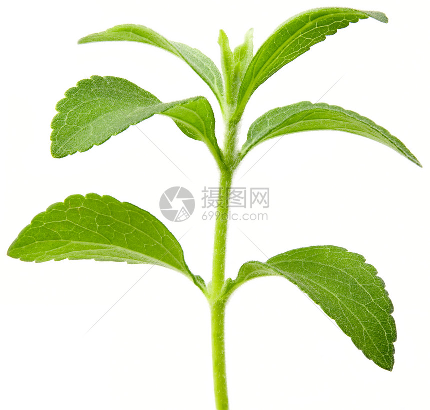 细节SteviaRebaudiana全部焦点甜叶糖替代切除新鲜的叶子图片