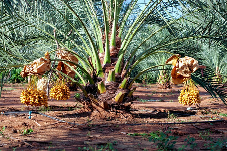 束鲜熟的黄椰子枣树上的果实植物黄色图片