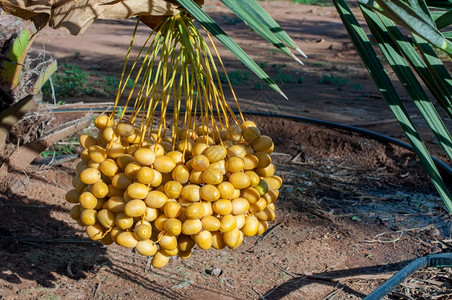 夏天生物异国情调鲜熟的黄椰子枣树上的果实图片