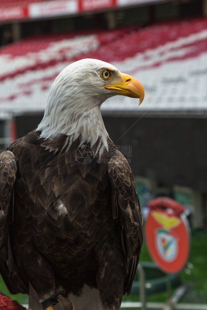 猎人眼睛足球场内美国秃鹰的肖像足球场内美国秃鹰的肖像人图片