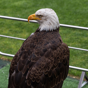 足球场内美国秃鹰的肖像足球场内美国秃鹰的肖像吉祥物阿拉斯加州体育场图片