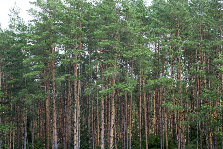 趋势森林里天气暗淡树上长着青针的松树林中风景新的绿色图片