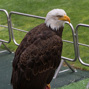 足球体育场内美国秃鹰的肖像鸟阿拉斯加州猎物图片