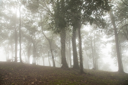 山丘上的树木在清晨寒冷中被雾笼罩着松树爬坡道环境图片