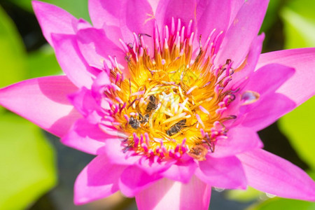 夏天在花粉中找到蜜的蜂朵中的自然图片
