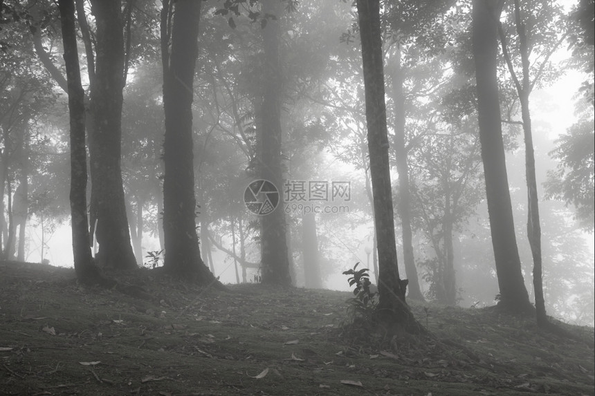 旅行曾是蒙山丘上的树木在清晨寒冷中被雾笼罩着图片