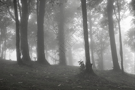 旅行曾是蒙山丘上的树木在清晨寒冷中被雾笼罩着背景图片