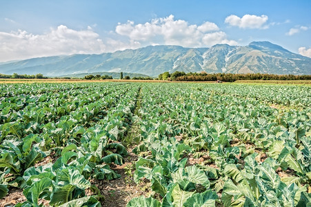 夏季日花椰菜大片田夏天西兰花生产图片