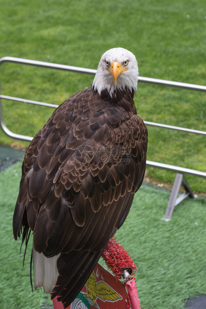 黑色的野生动物荒足球体育场内美国秃鹰的肖像图片