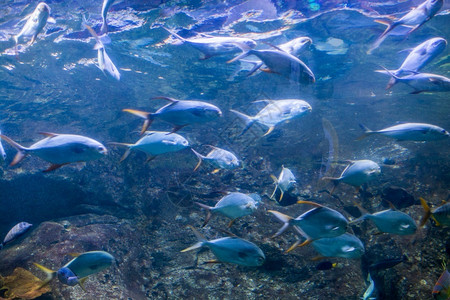 水族馆底部的美丽鱼海洋馆商业旅游花园自然假期图片