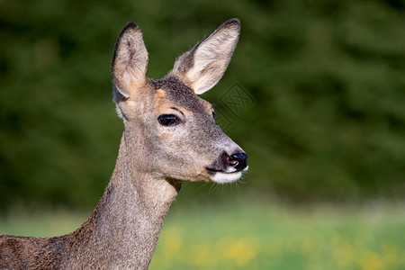 草地中的鹿春季卡普雷奥勒斯角尾随美丽可爱的图片