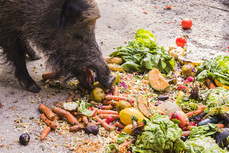 吃水果的猪环境几座吃水果和蔬菜的黄蜂苏哺乳动物背景