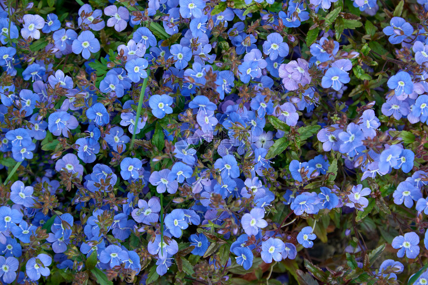 农村花朵色彩多的小花背景紫色的图片