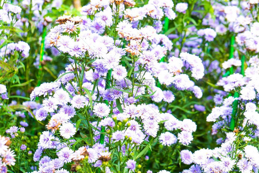 早晨雏菊新鲜的白花和蓝在园圃中清晨满露新图片