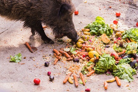 吃水果猪几座吃水果和蔬菜的黄蜂危险动物阴囊法背景