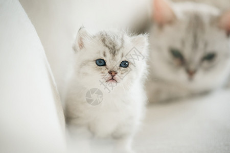 美国人婴儿年轻的在沙发上闭蓝眼睛可爱小猫图片