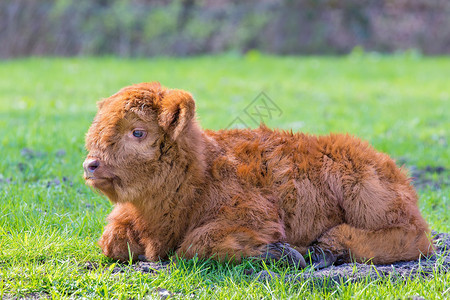 达森维尔品种农业一只新生的棕色苏格兰高地幼牛躺在绿草地上德尔登背景