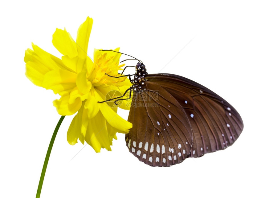 花的黑凯撒紧蝴蝶Pentememabinghami寻找花蜜在白背景与剪切路径隔离的黄色宇宙花朵中寻找蜜细节开图片