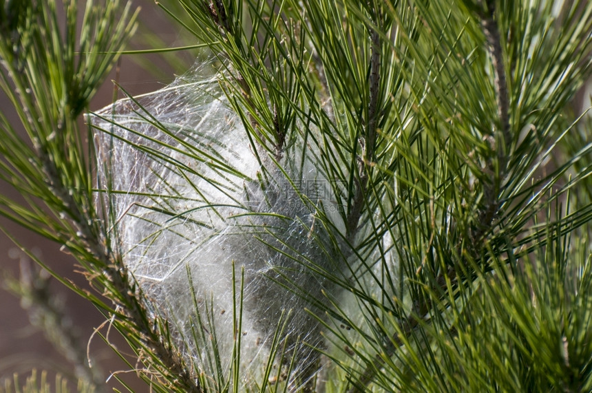 他们在松树里做的毛昆虫学植物自然图片