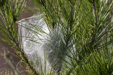 他们在松树里做的毛昆虫学植物自然高清图片