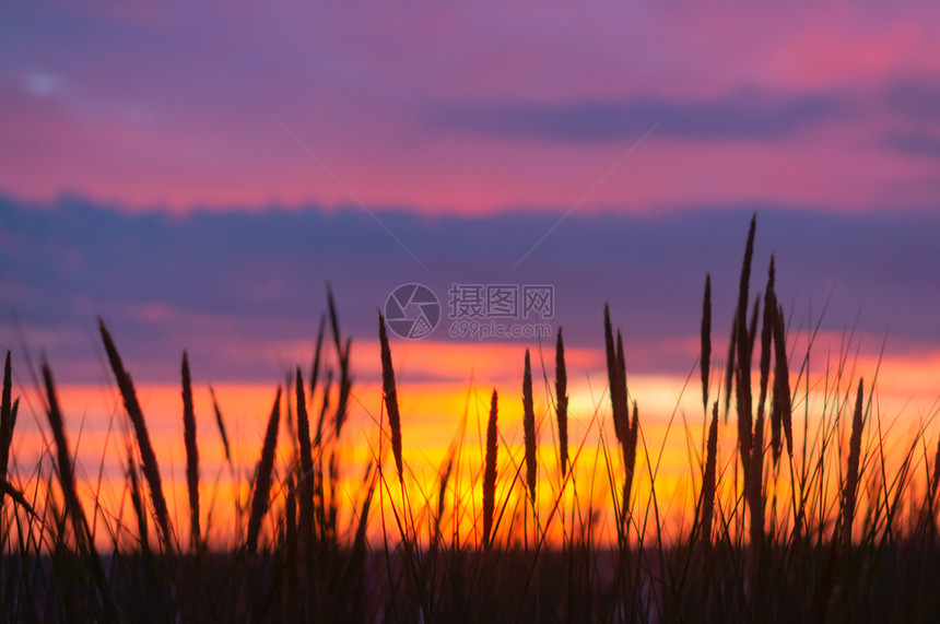乡村的俄罗斯紫色背景上草的剪影紫色背景上草的抽象紫色日落剪影农业图片