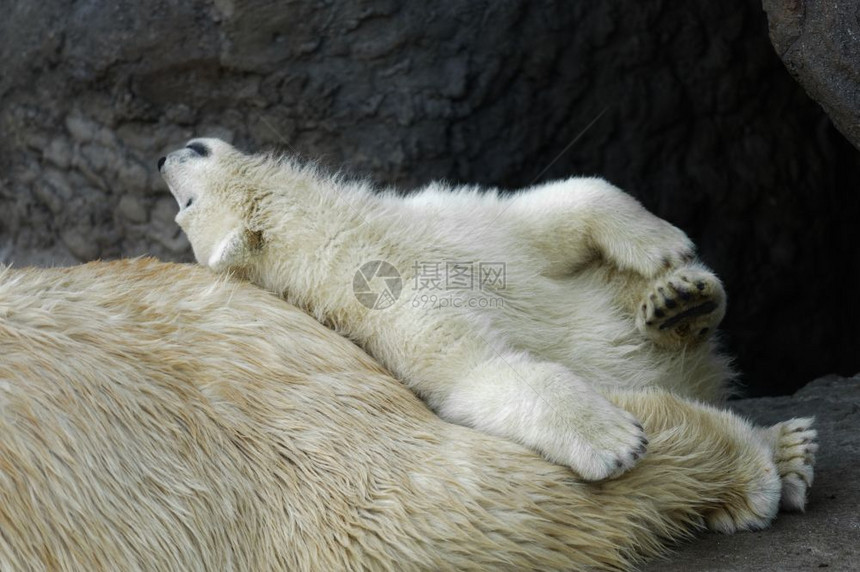野生动物婴儿玩的北极熊幼在他妈的背后休息北极熊幼和他母亲一起幼熊背部图片