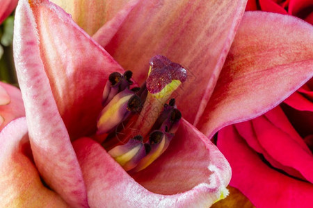 新鲜品红植物学粉色百合花的特写带有紫色柱头和花药图片