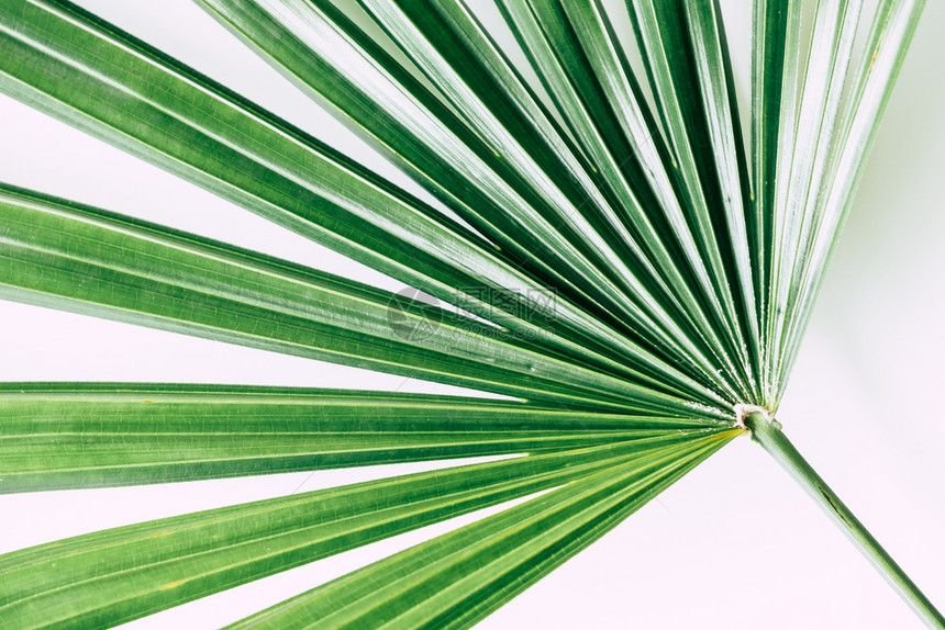 白底热带植物自然衬套龟背竹图片