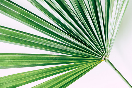 白底热带植物自然衬套龟背竹图片