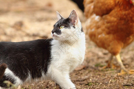 花园动物步行家猫在农场里小心地走在家禽之间图片