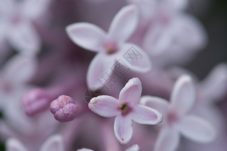 紫色青铜的缝合茎芽生态图片