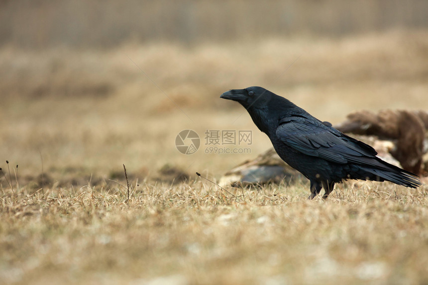 春天科拉克斯3月初春波兰清林中孤独的乌鸦CorvusCorax早期的图片