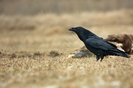 春天科拉克斯3月初春波兰清林中孤独的乌鸦CorvusCorax早期的图片
