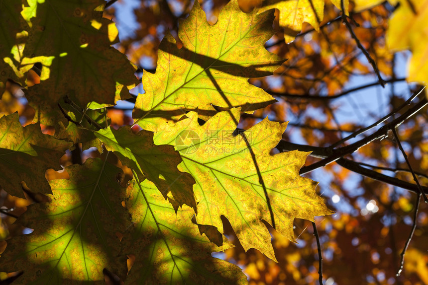 装饰橙秋天橡树的阳光黄色美丽真正橡树叶十月图片