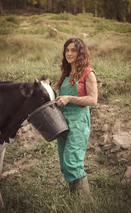 农村民在有机场喂奶牛健康养图片