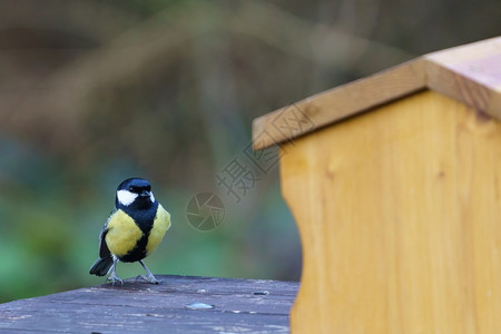 小花园鸟大奶养鸟者在冬天喂食主要动物丰富多彩的绿色禽类背景图片