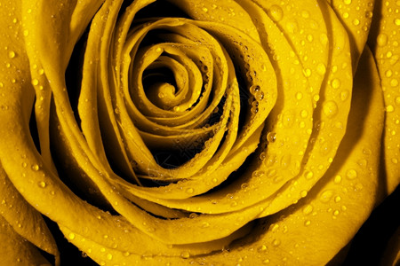 花约会礼物带水滴的黄玫瑰宏观图象图片