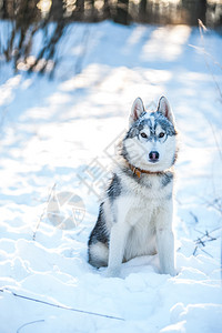 森林霍斯基狗坐在雪上冬天的情绪在雪上哈斯基狗坐在雪上野生动物蓝色的图片