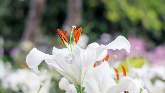 花园里的白百合植物群精美的仙女图片