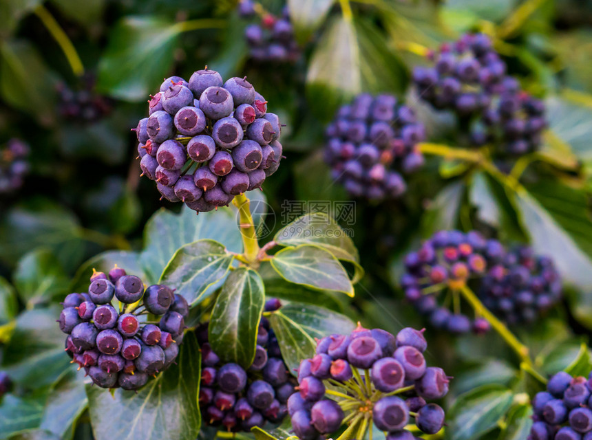 螺旋紫色和蓝的长春莓绿叶果树天然本底的果实植物浆丰富多彩的图片