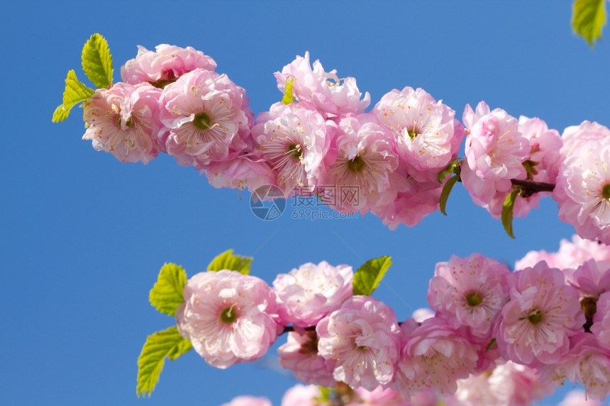 日本人绽放阳光明媚的春日中粉红樱花园图片