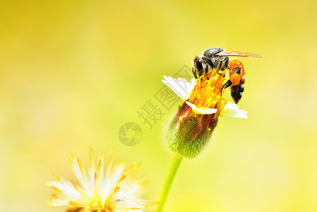 蜜蜂与花儿花儿上面的蜜蜂背景